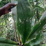 Dracaena arborea Hoja