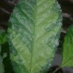 Schefflera attenuata 葉