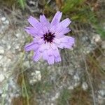 Catananche caeruleaКветка