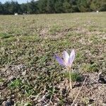 Colchicum variegatum Flower