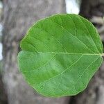 Cordia africana Blad