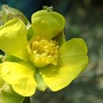 Hibbertia lucens ফুল