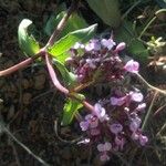 Fedia cornucopiae Цветок