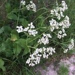 Parthenium integrifolium Kukka