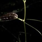 Smilax melastomifolia Schors