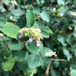 Symphoricarpos albusЦветок