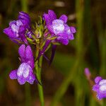 Linaria pelisseriana Blüte