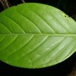 Posoqueria robusta Blatt