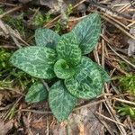 Goodyera repens Hoja