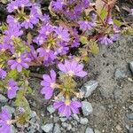 Scaevola nitidaപുഷ്പം