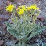 Crepis occidentalis Habit