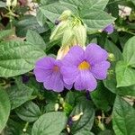 Thunbergia battiscombei Flower