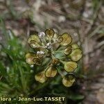 Teesdalia coronopifolia Fruit