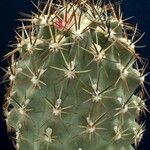 Sclerocactus wetlandicus