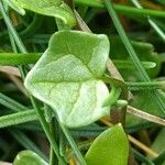 Cochlearia danica Blatt