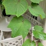 Vitis coignetiae برگ