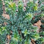 Myrsine africana Likasa