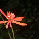 Erythrina gibbosa Květ