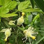 Citrus trifoliata Fruit