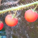 Solanum capsicoides ഫലം