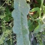 Anchusa arvensis Blad