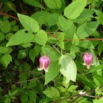 Clematis viorna Hábitos