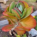 Kalanchoe tetraphylla Habit