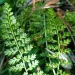 Asplenium fontanum Blatt