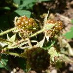 Rubus napophiloides
