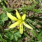 Gagea fragifera 花