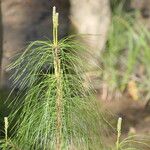 Pinus taeda Blad