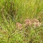 Asclepias longifolia Kvet