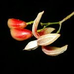 Chrysochlamys glauca Flor