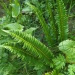 Polystichum lonchitis Лист