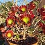 Aeonium arboreum Hábitos