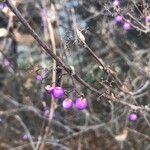 Callicarpa japonica Fruit