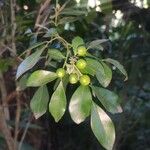 Murraya paniculata Fruitua