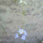 Thunbergia grandifloraFlower