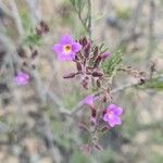 Campylanthus salsoloides Flower