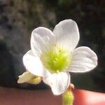 Saxifraga granulata Kwiat