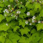 Rubus parviflorus 叶