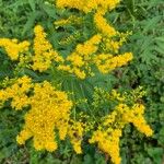 Solidago giganteaŽiedas