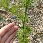 Delphinium carolinianum Leaf