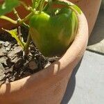 Capsicum chinense Fruto