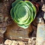 Aeonium aureum Φύλλο