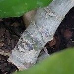 Aglaonema modestum Bark