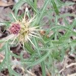 Centaurea calcitrapaBloem