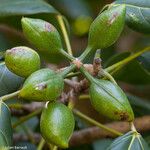 Acropogon bullatus Fruit