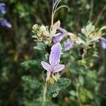 Teucrium fruticansFloare