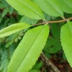 Zanthoxylum rhoifolium पत्ता